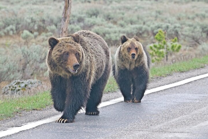 Private Open Air Luxury Tour Of Yellowstone National Park - thumb 4