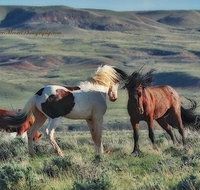 Private Red Canyon Wild Mustang Tour - Accommodation Rooms