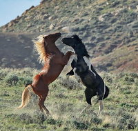 Red Canyon Mustang Tour 830am. - Accommodation Rooms