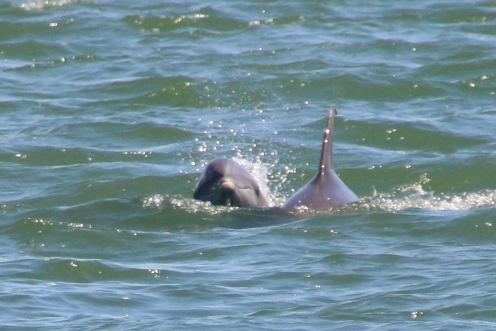 Clearwater Encounters With Dolphins Tour - thumb 0