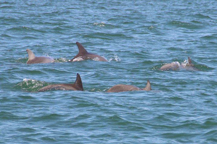 Clearwater Encounters With Dolphins Tour - thumb 1
