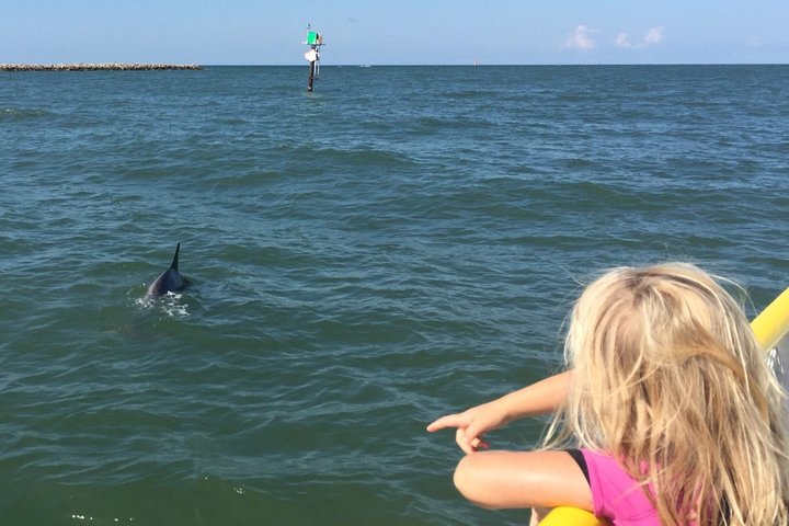 Clearwater Encounters With Dolphins Tour - thumb 3