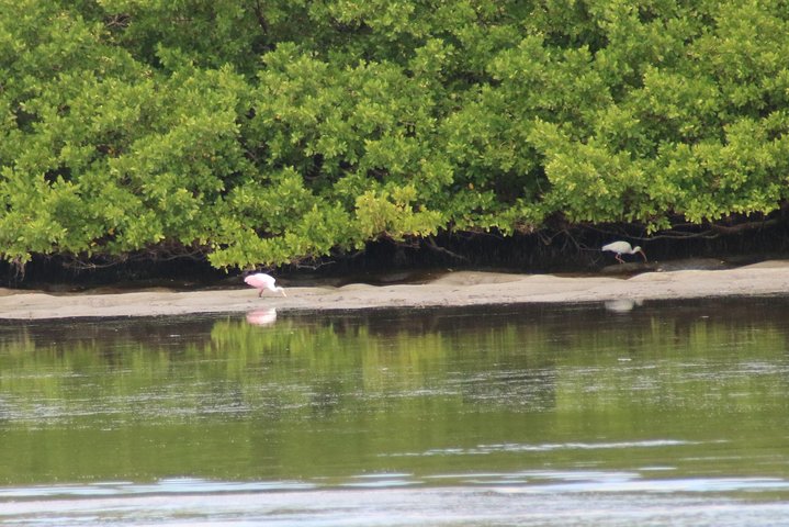 Clearwater Encounters With Dolphins Tour - thumb 4