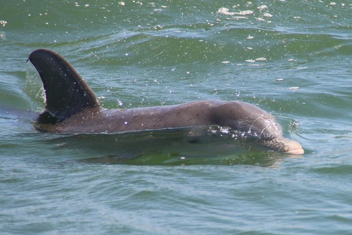 Clearwater Encounters With Dolphins Tour - thumb 5
