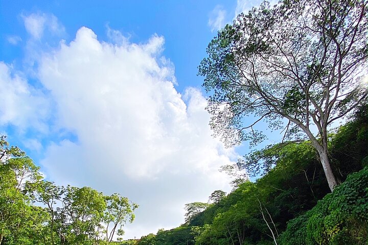 Wailua River And Secret Falls Kayak And Hiking Tour - thumb 1