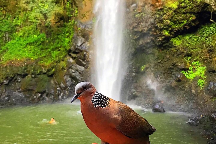 Wailua River And Secret Falls Kayak And Hiking Tour - thumb 2