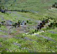 Small group Tour in Mt Rainier with air-conditioned Van Transfer - Accommodation Rooms