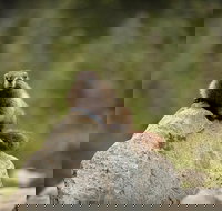 Mt. Rainier Day Trip from Seattle - Accommodation Rooms