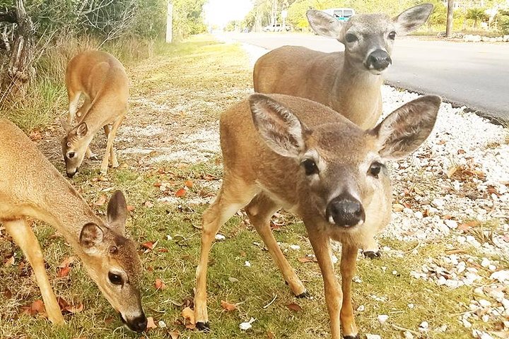 Florida Keys Nature & History Tour From Key West - thumb 0